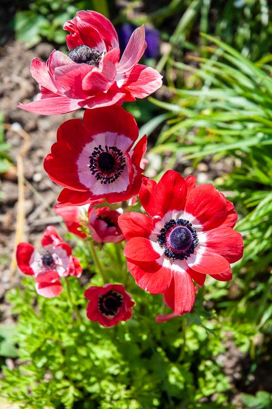 Garden Planting Service Newcastle